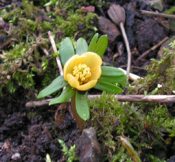 Eranthis_Schwefelglanz_076.jpg