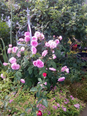 Rosen-Juni-2021.jpg