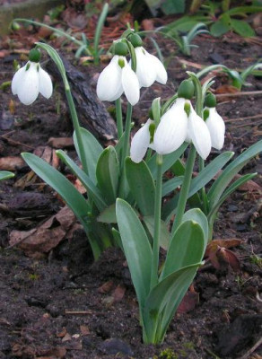 Galanthus_Wasserfall_006.jpg