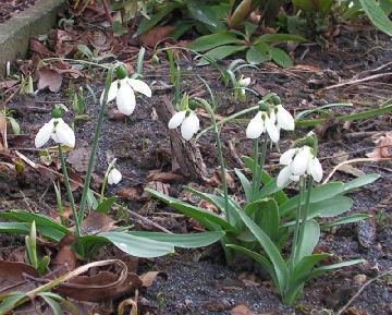 Galanthus_Wasserfall_019.jpg
