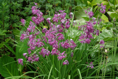 A. cyathophorum var. farreri.JPG
