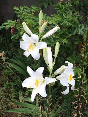 2021-06-25 Lilium candidum 2.JPG