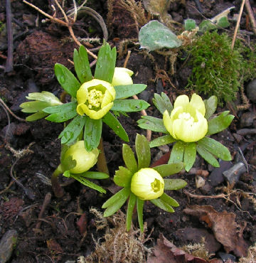 Eranthis_Zitronenfalter_078.jpg