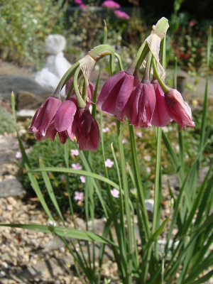 Allium insubricum19.jpg