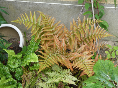 2021-06-25 Farne Dryopteris koidzumiana.jpg