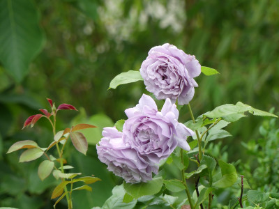 2021-06-25 Rosen 'Novalis' 1.jpg
