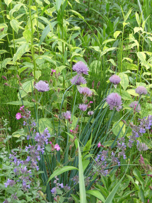 2021-06-25 Allium.jpg