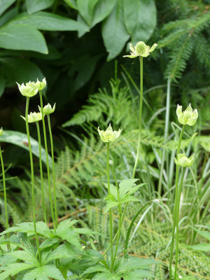 2021-06-25 Anemone altaica 'Variegata'.jpg