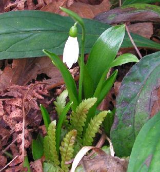 Galanthus_ikariae_snog_021.jpg