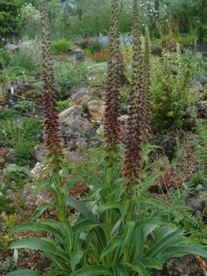 Digitalis parviflora21-6.jpg