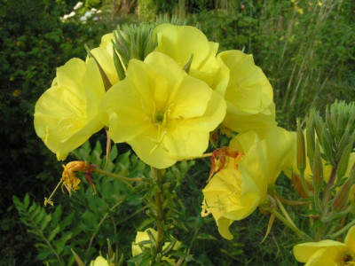 PICT2874.JPG