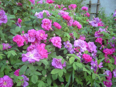 PICT3412.JPG