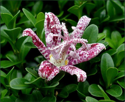 T.formosana_Dark_Form.JPG