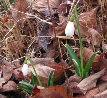 Galanthus_plicatus_086.jpg