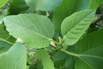 RdC-Blatt6und7.jpg