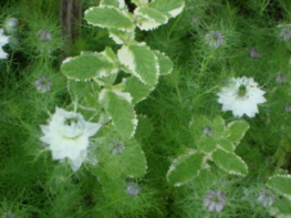 Nigella.jpg