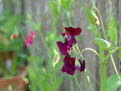 2021-06-26 Lathyrus odoratus 'Royal Deep Purple' 1.jpg