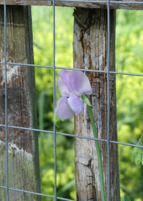 2021-06-26 Lathyrus odoratus 'Charlies Angel' 1.jpg