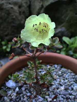 Rhododendron_ludlowii.jpg