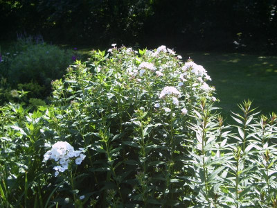 IMGP5321.JPG