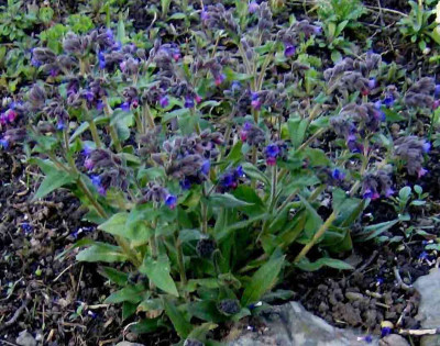 Pulmonaria.jpg