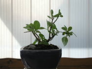Trompetenb.Catalpa-__bignoioides..JPG
