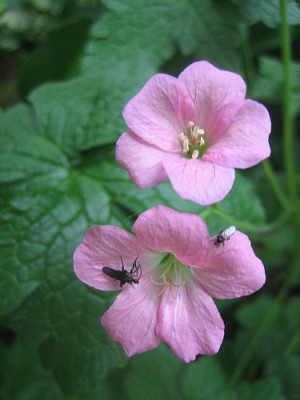 Geranium_Wargrave_Pink_5310_r13.jpg