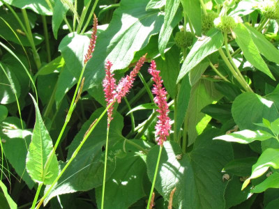 Bistorta Firetail.JPG