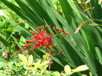 crocosmia.JPG