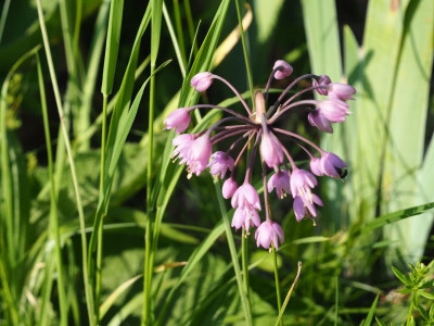 Allium cernuum P6170499.JPG