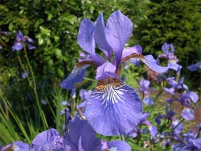 Iris.Blute.jpg
