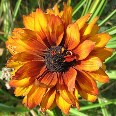 Rudbeckia_3.jpg