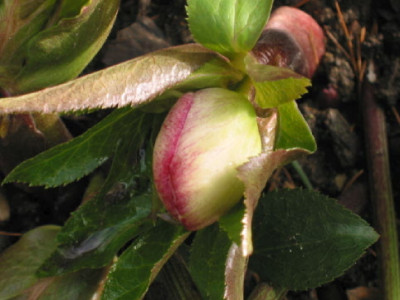 Knospe_Hel_Friedrich_08.jpg