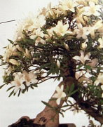 Elfenbeinfarbige_Azalee.JPG