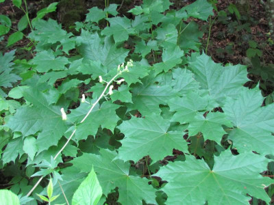 Aconitum vulparia2.JPG