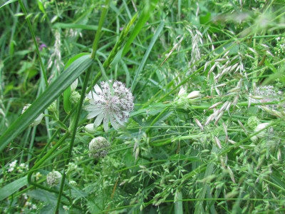 Astrantia major.JPG