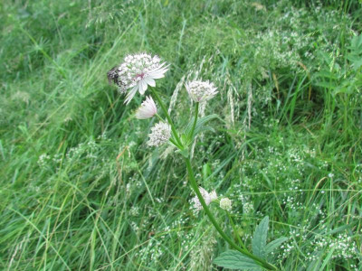 Astrantia major3.JPG