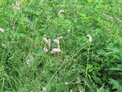 Bistorta officinalis.JPG