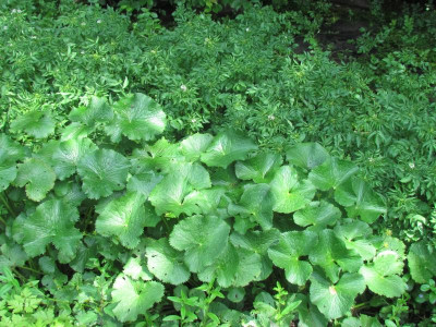 Caltha und Cardmine.JPG