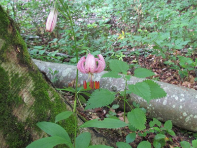 Lilium martagon.JPG
