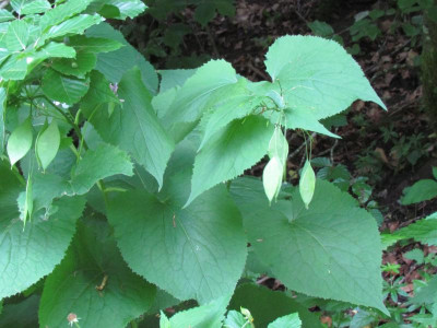 Lunaria red.JPG