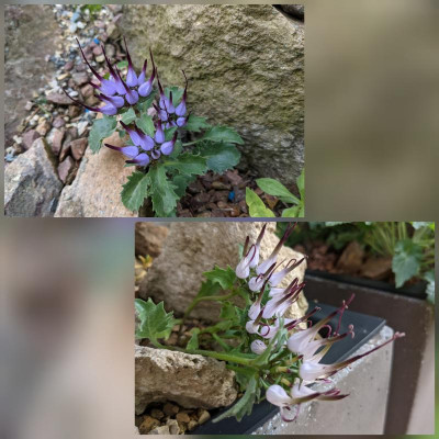 CollageMaker_20210627_204233044.jpg