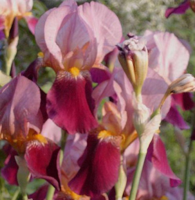 PIC_0019_rotliche_Iris_1.jpg