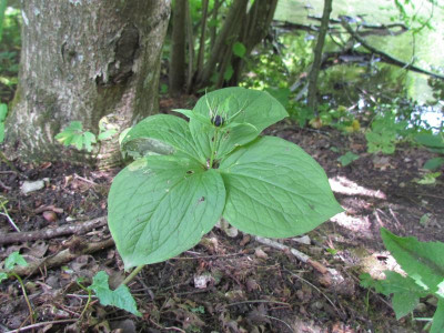 Paris quadrifolia.JPG