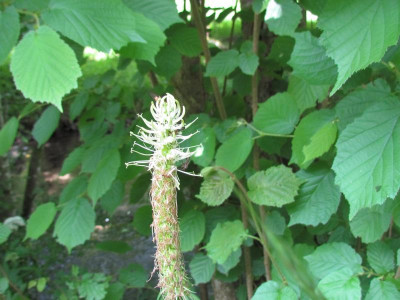 Phyteuma spicatum 1.JPG