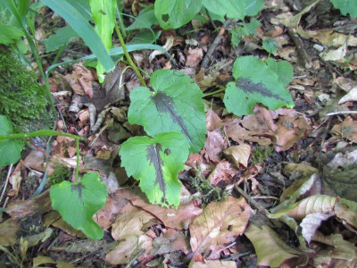 Phyteuma spcicatum gefleckt.JPG