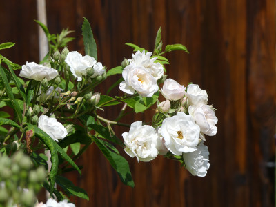 2021-06-27 Rosen 'Corsana' 1.jpg
