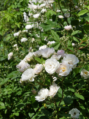 2021-06-27 Rosen 'Corsana' 2.jpg