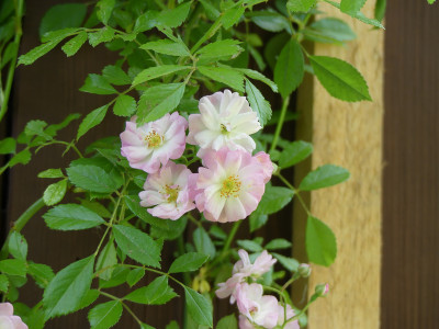 2021-06-27 Rosen 2.jpg