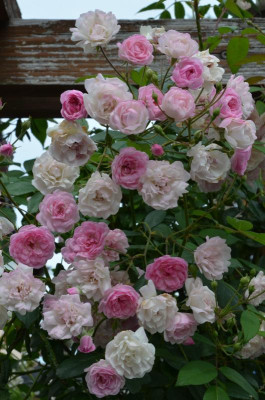 Rose-MozartsLady.21-1.jpg